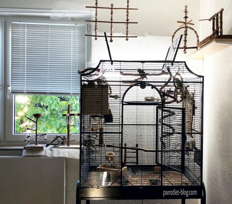 Parrotlet Cage: What Size and Shape is Perfect? - Parrotlet-Blog