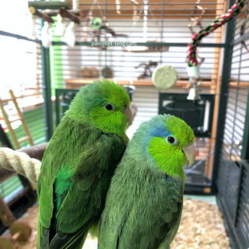 parrotlet cage