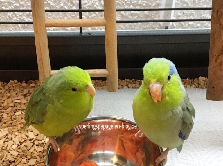 Parrotles eating carrots